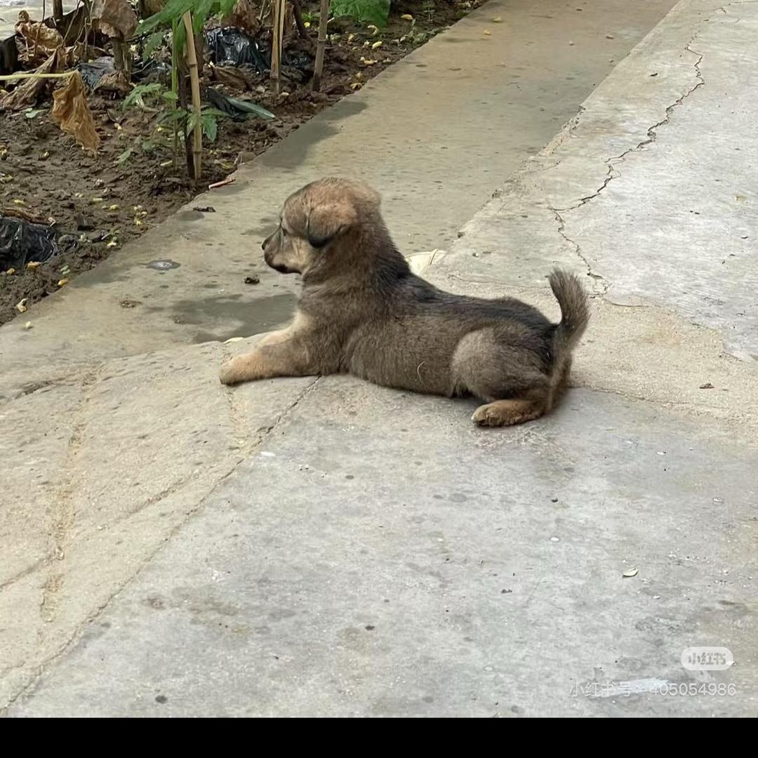 乡下土狗