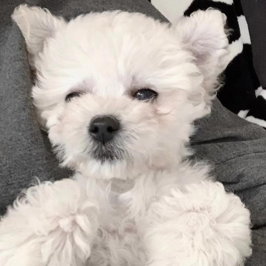 没有丹尼斯的小梁