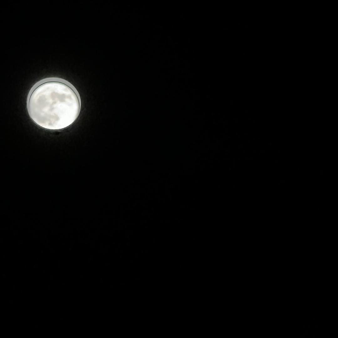 夕颜三角梅