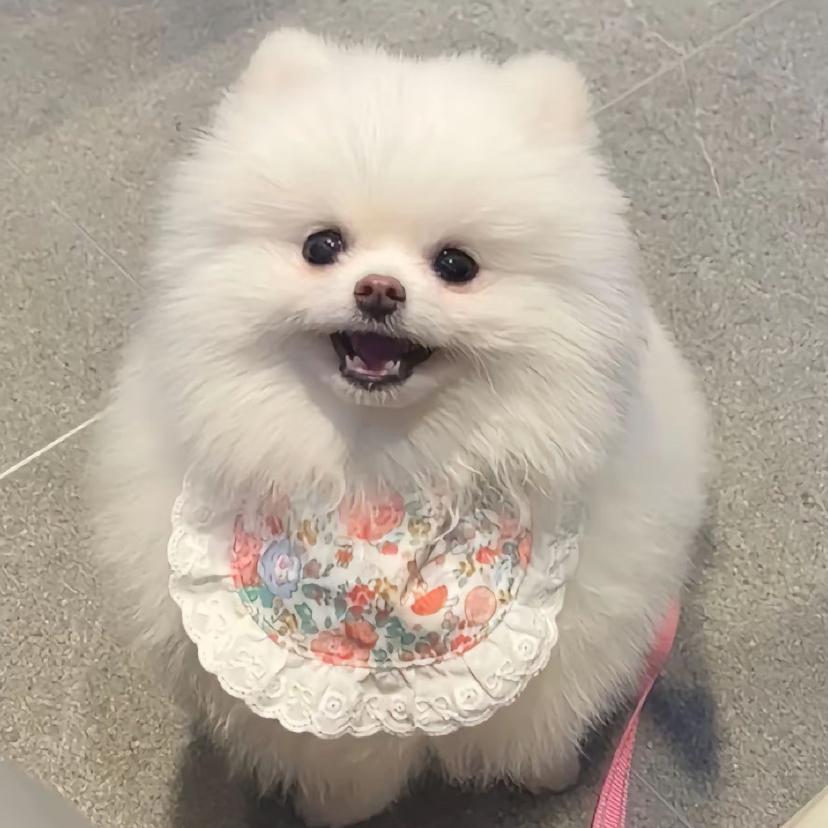 宠物乐趣铺
