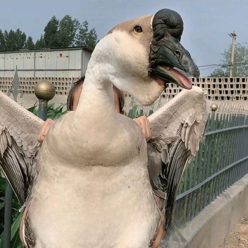 花姐狮头鹅养殖场