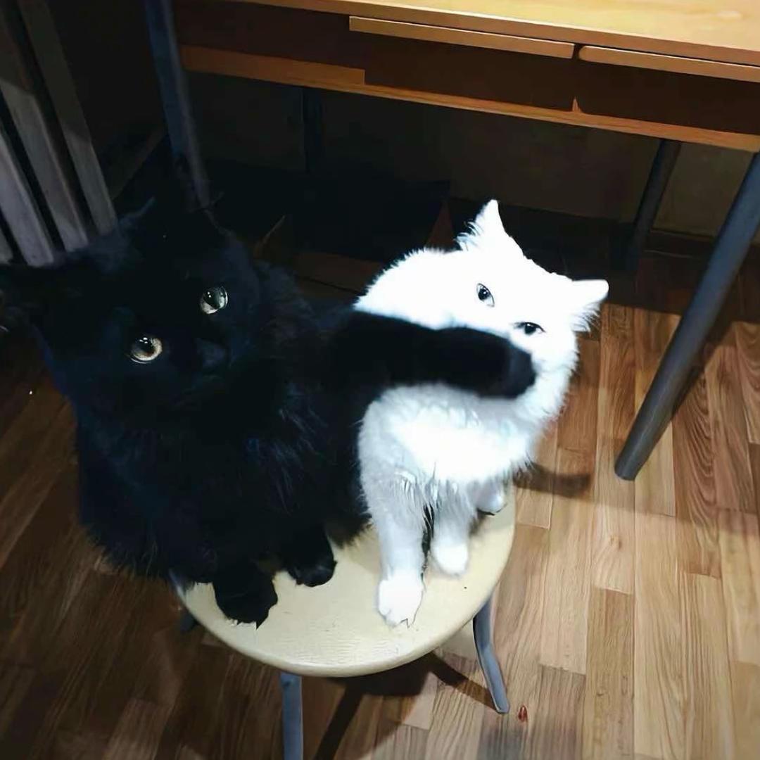 黑子（新加坡海外仓）