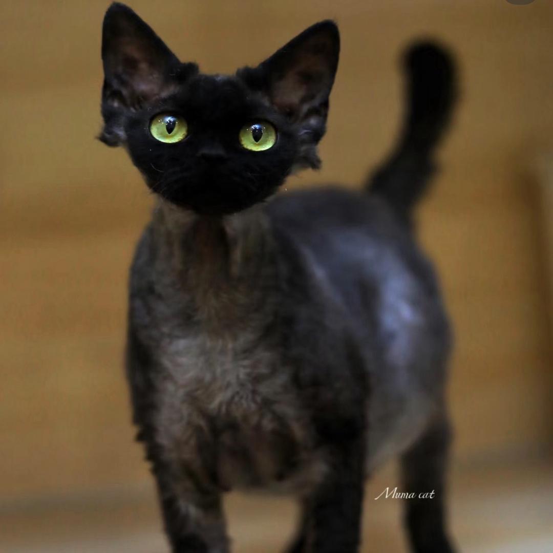 朵朵家德文卷毛猫