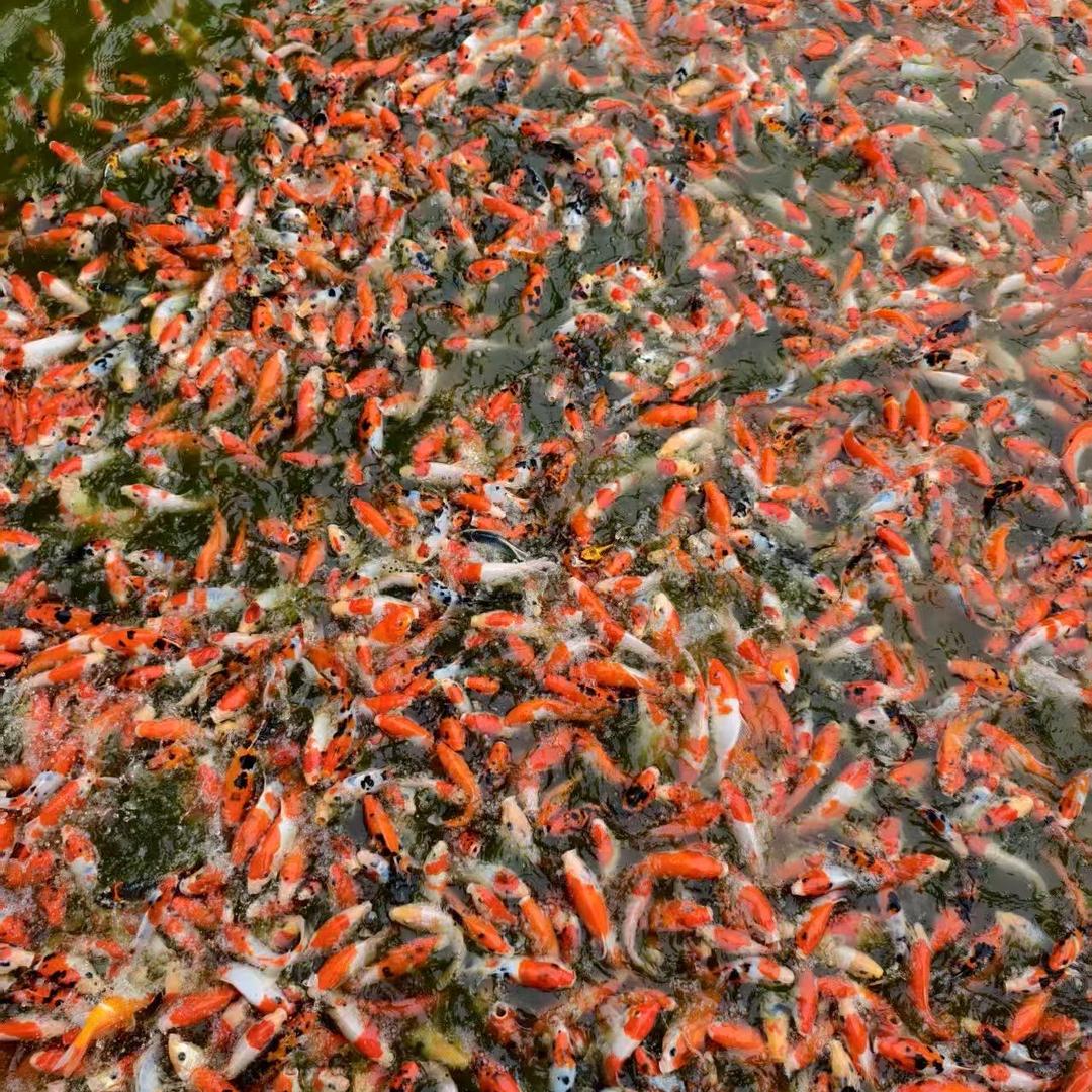 郑东好运鲤坊渔业精选铺子