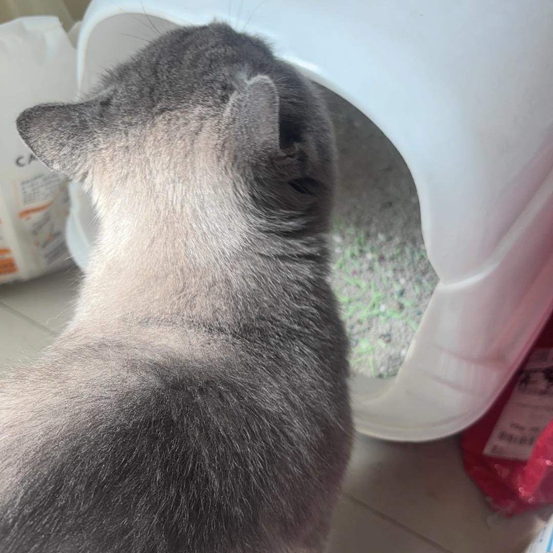 摆烂咸鱼