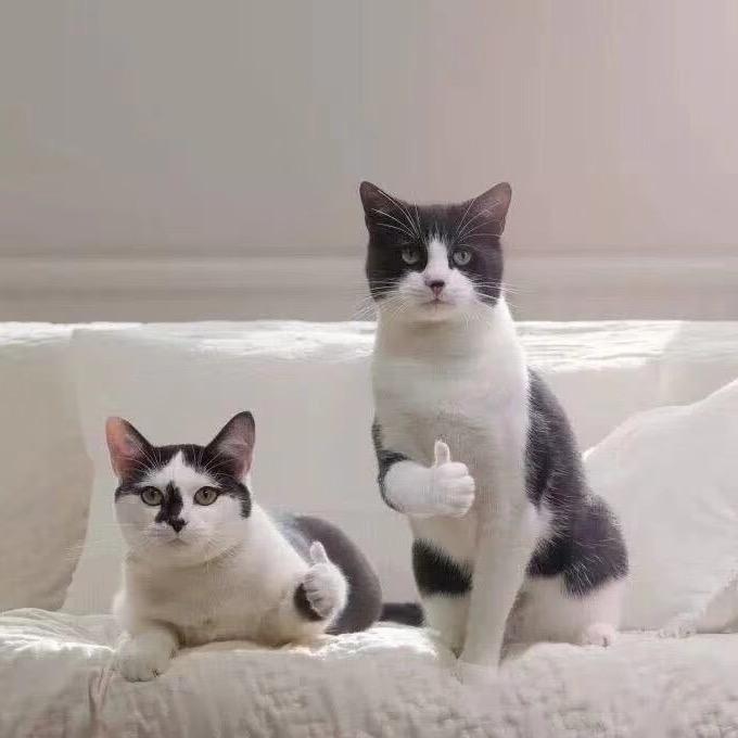 海南亮哥说车-阿聪