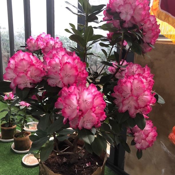 云景杜鹃花园