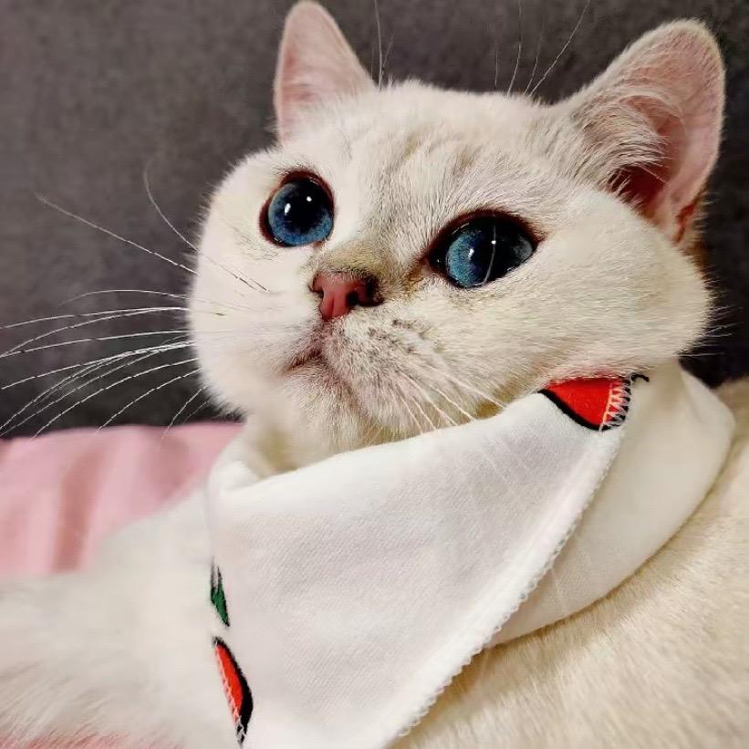 老虎不在家猫咖