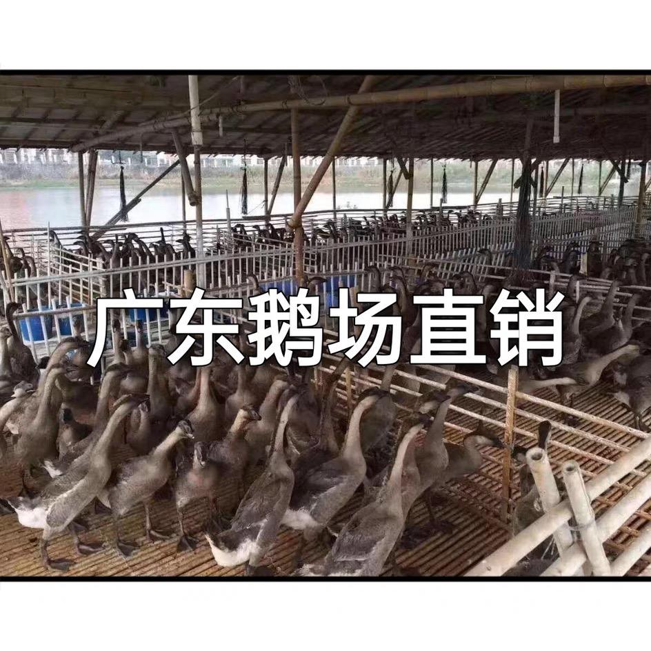 广东黑棕鹅·乳鸽：乳猪：批发