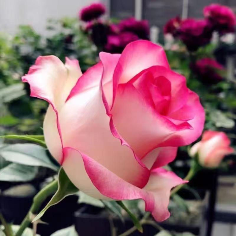 花儿对我笑园艺