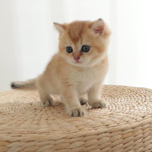 宠爱你宠物用品店铺