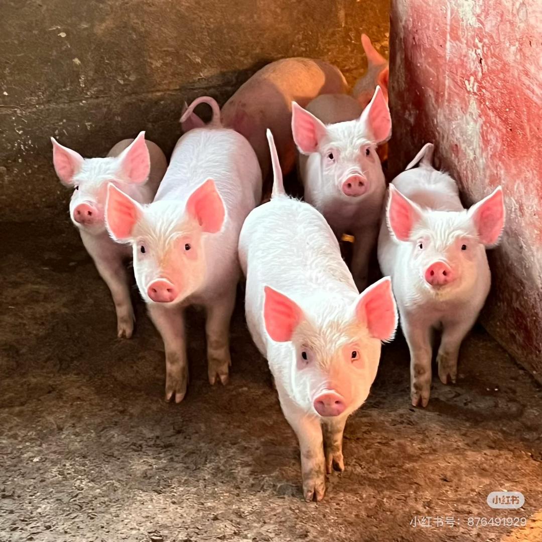 小王养猪日记📔