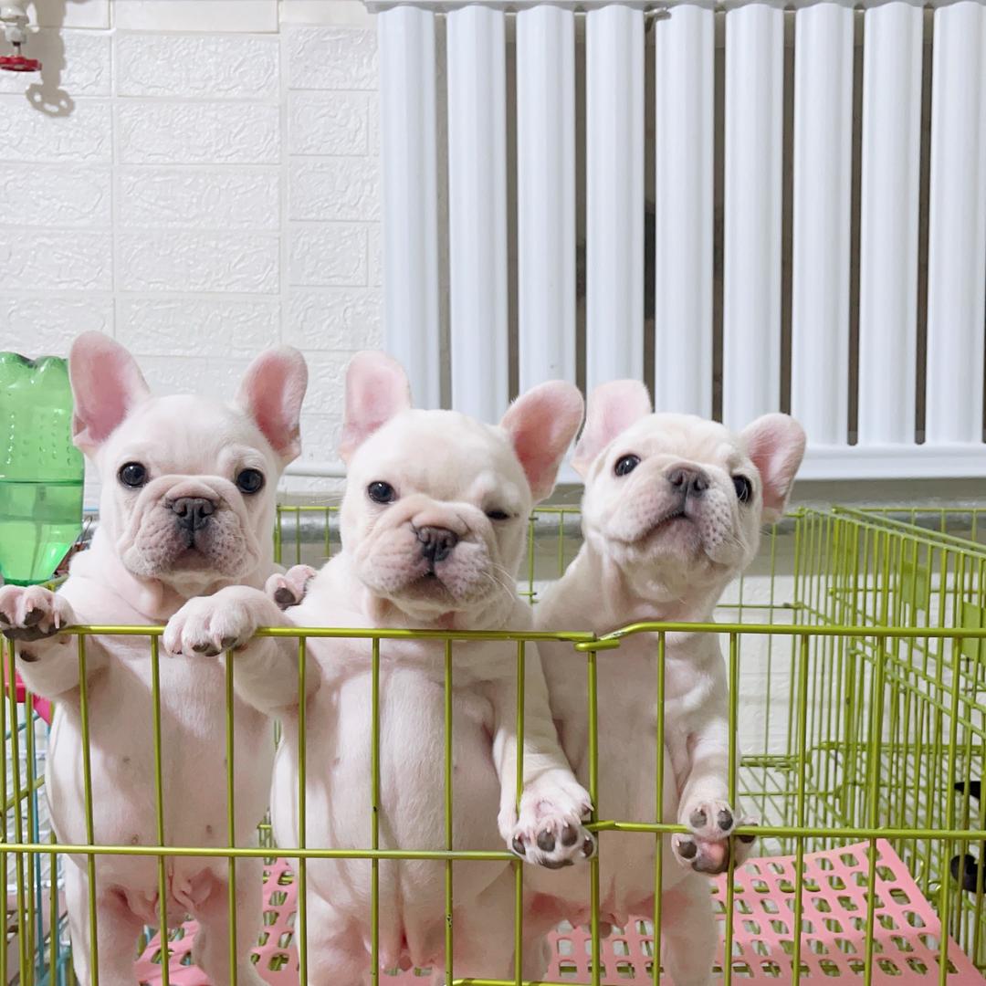 露西家的小法斗