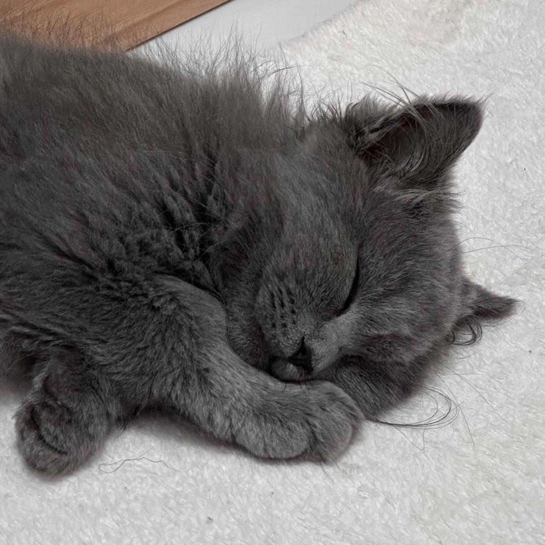 靓豆儿