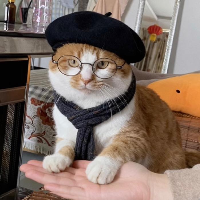小猫呆呆