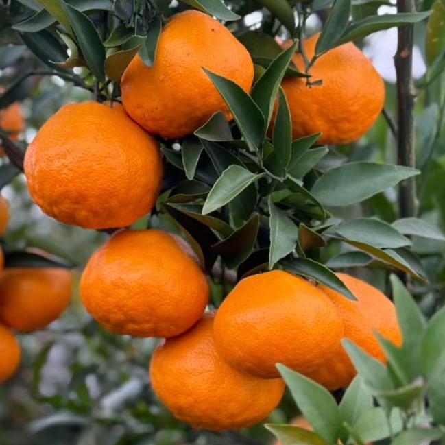 鲜汁源果业（只要精品）