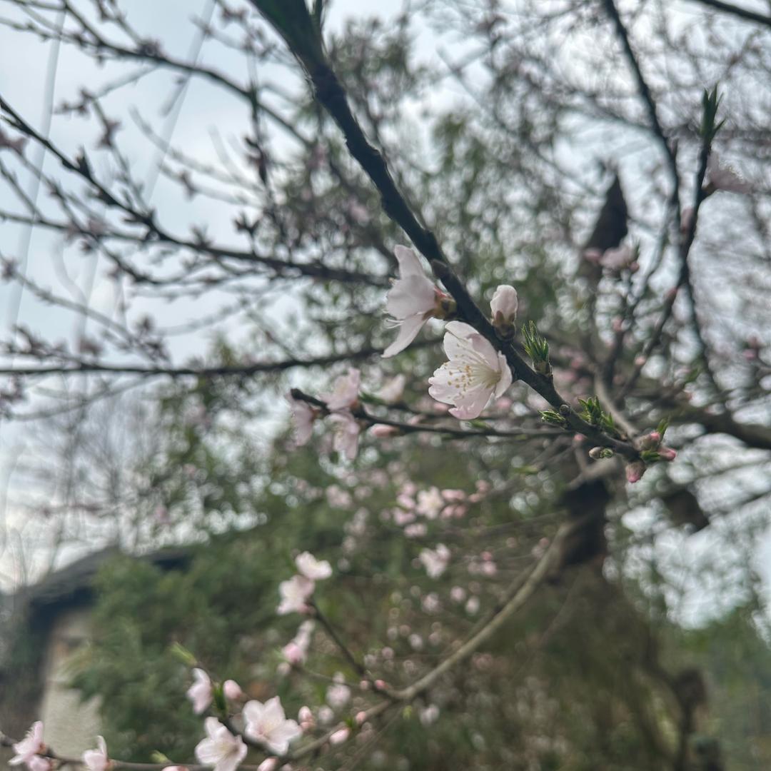 阿飞呀