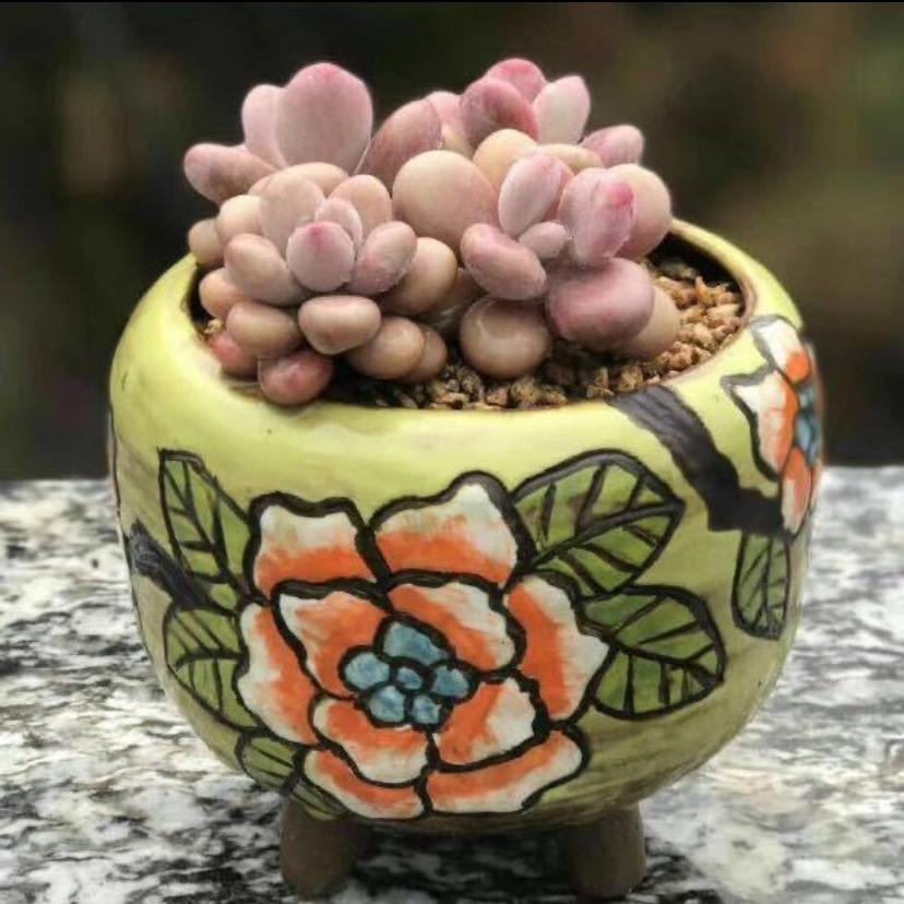 小太阳多肉花盆