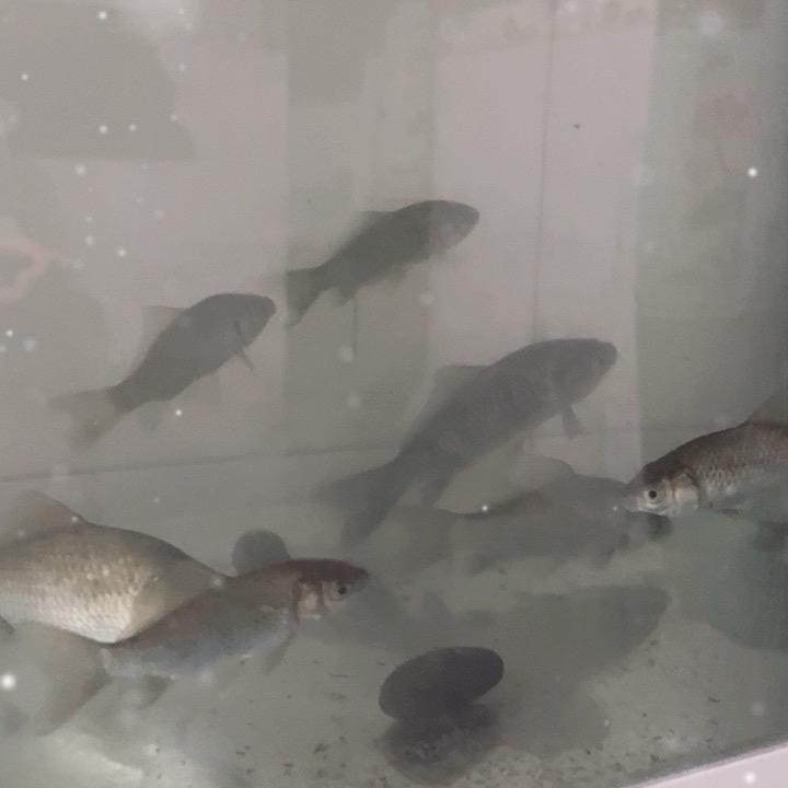 赶早口