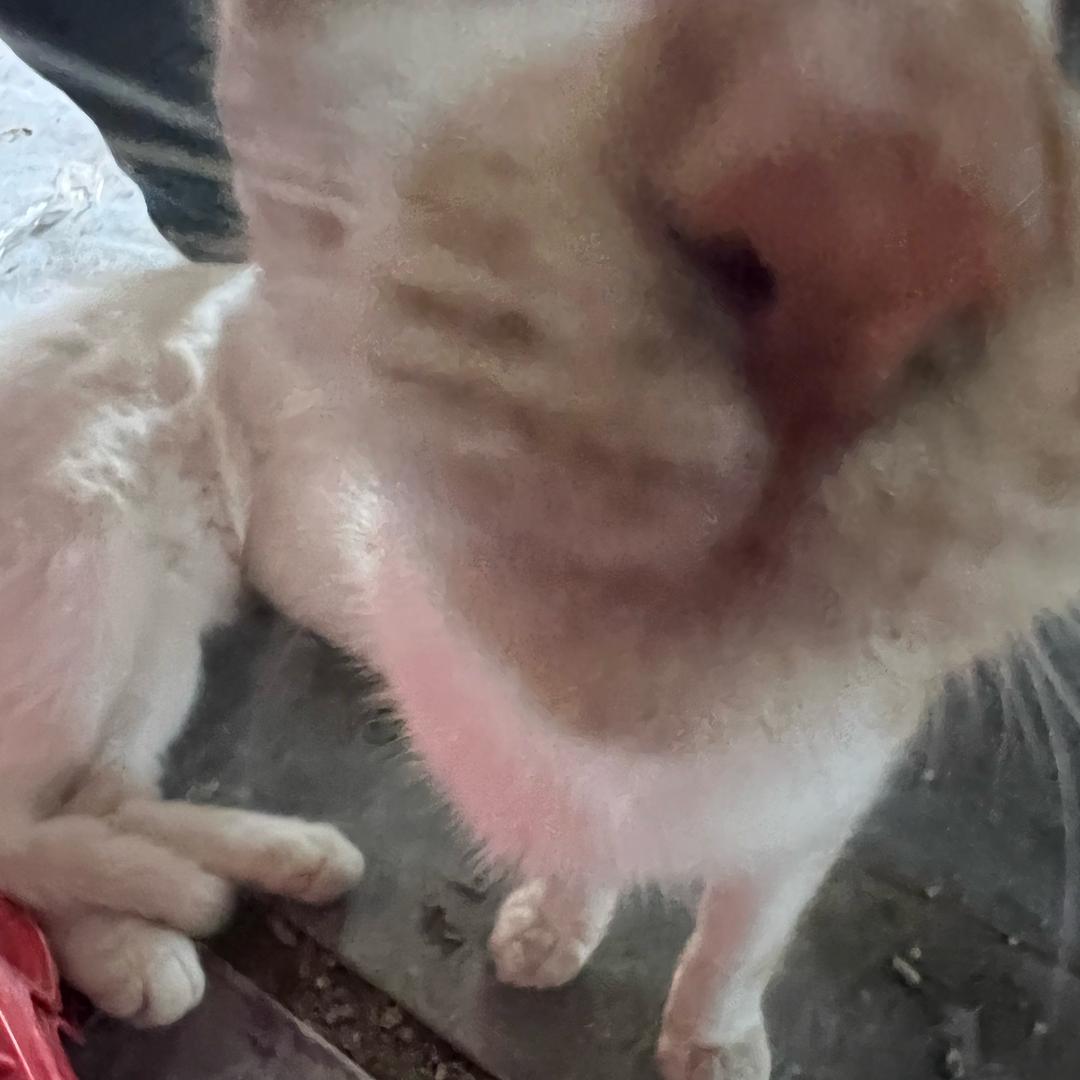 毛毛猫猫髦