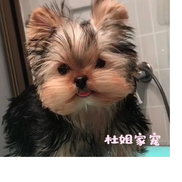 杜姐家约克夏