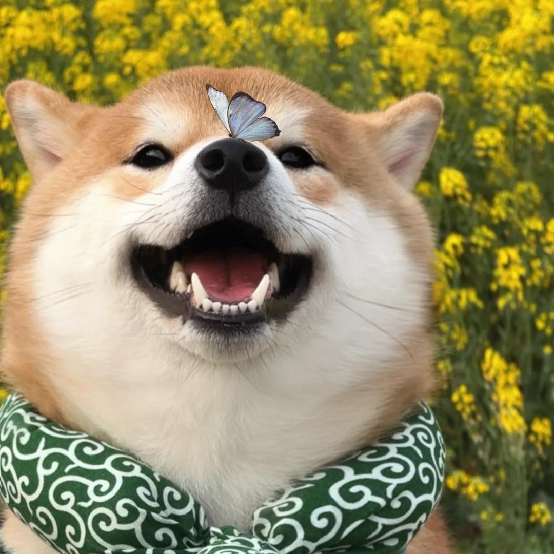 快乐小🐶