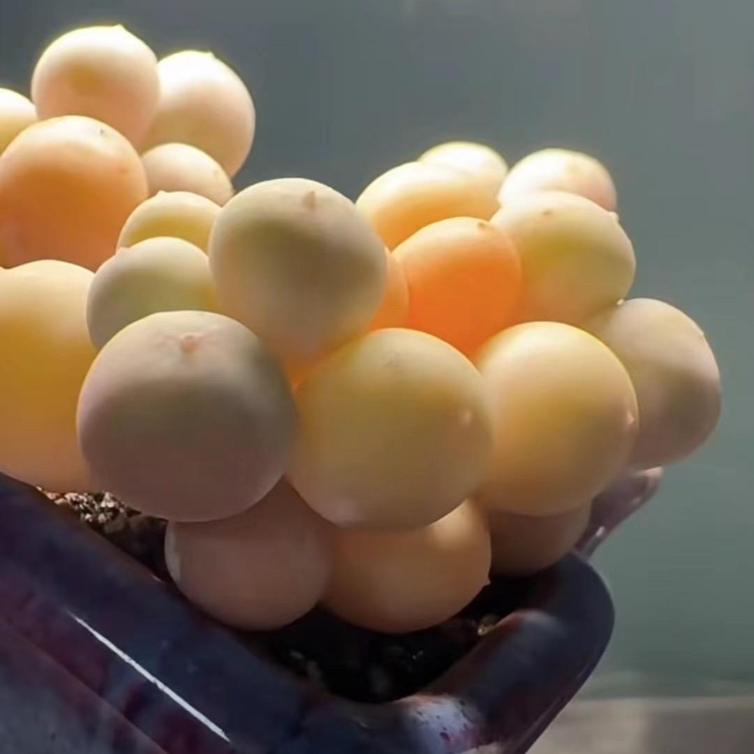 弘亮的心头肉