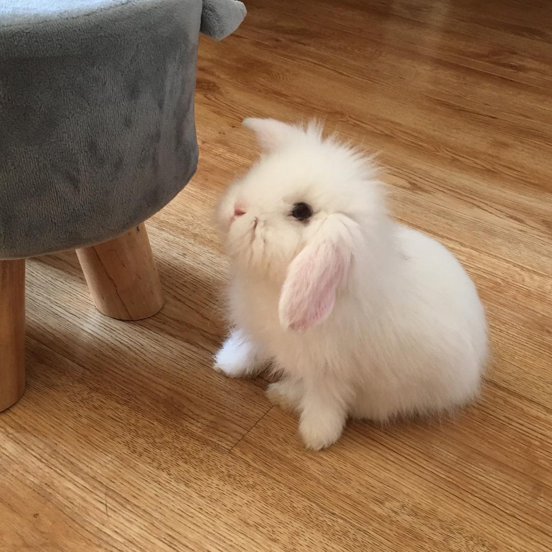 艺条锦鲤呀·绘画画