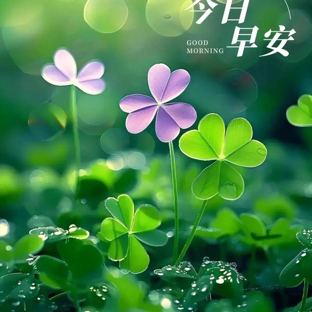 🍀🐶