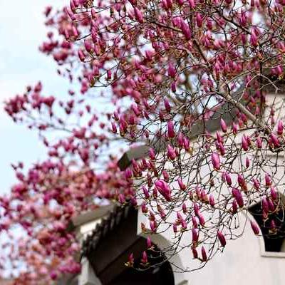 南阳天艺园艺臻选