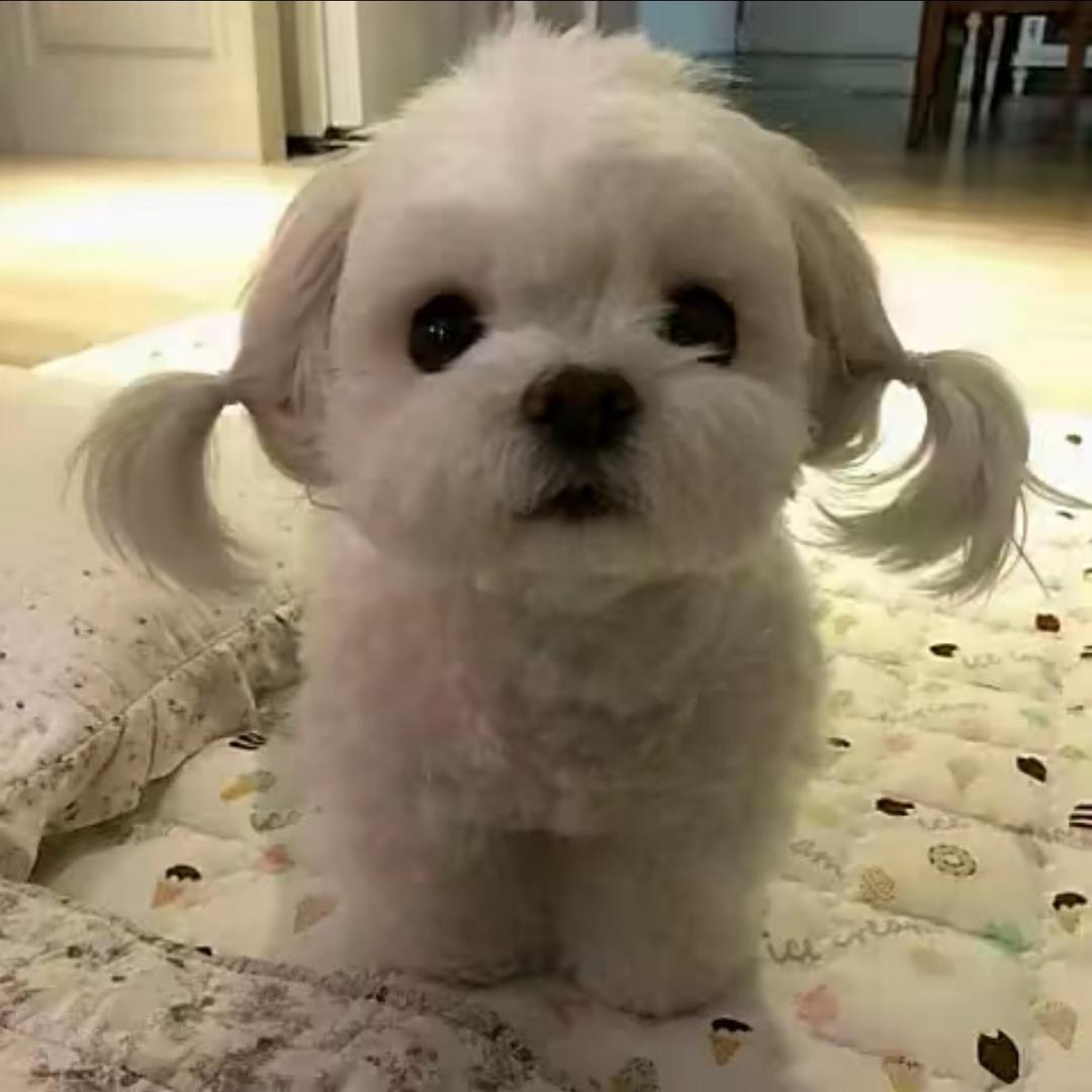 小狗