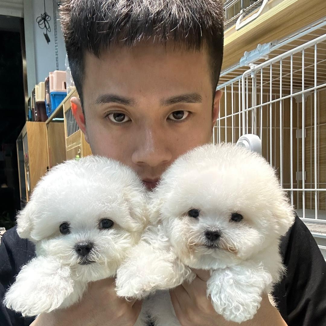 阿祖说宠—臻选比熊