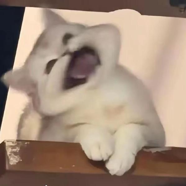 张小乖