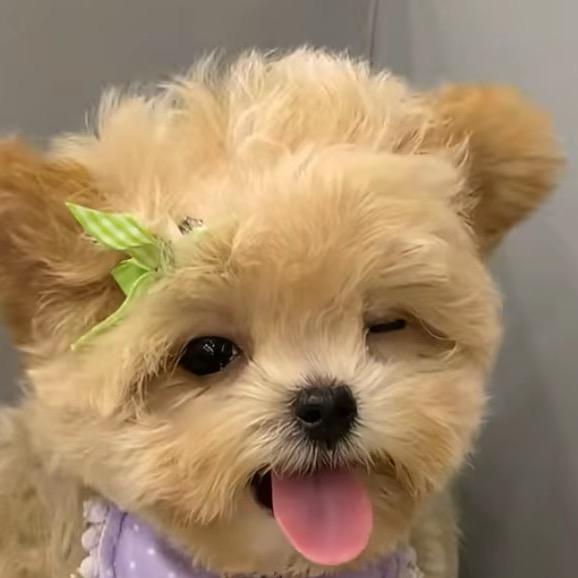 小狗就是好宝宝