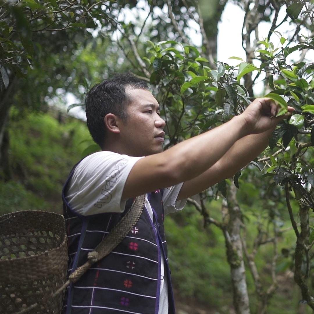 班盆老寨42号-罗克