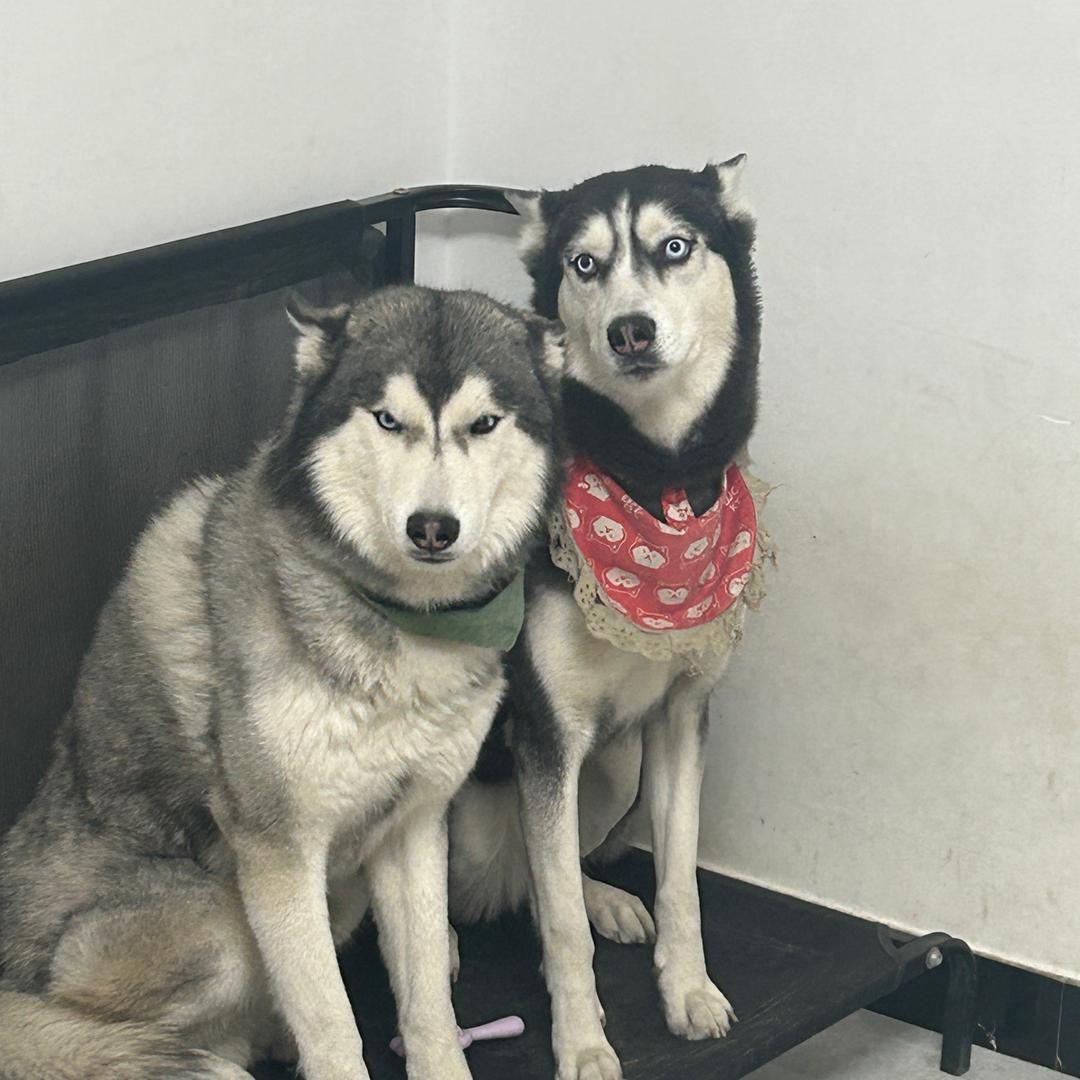 哈士奇 笨笨 豆豆