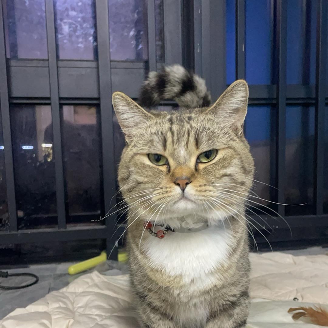 鲸落（三角洲行动）