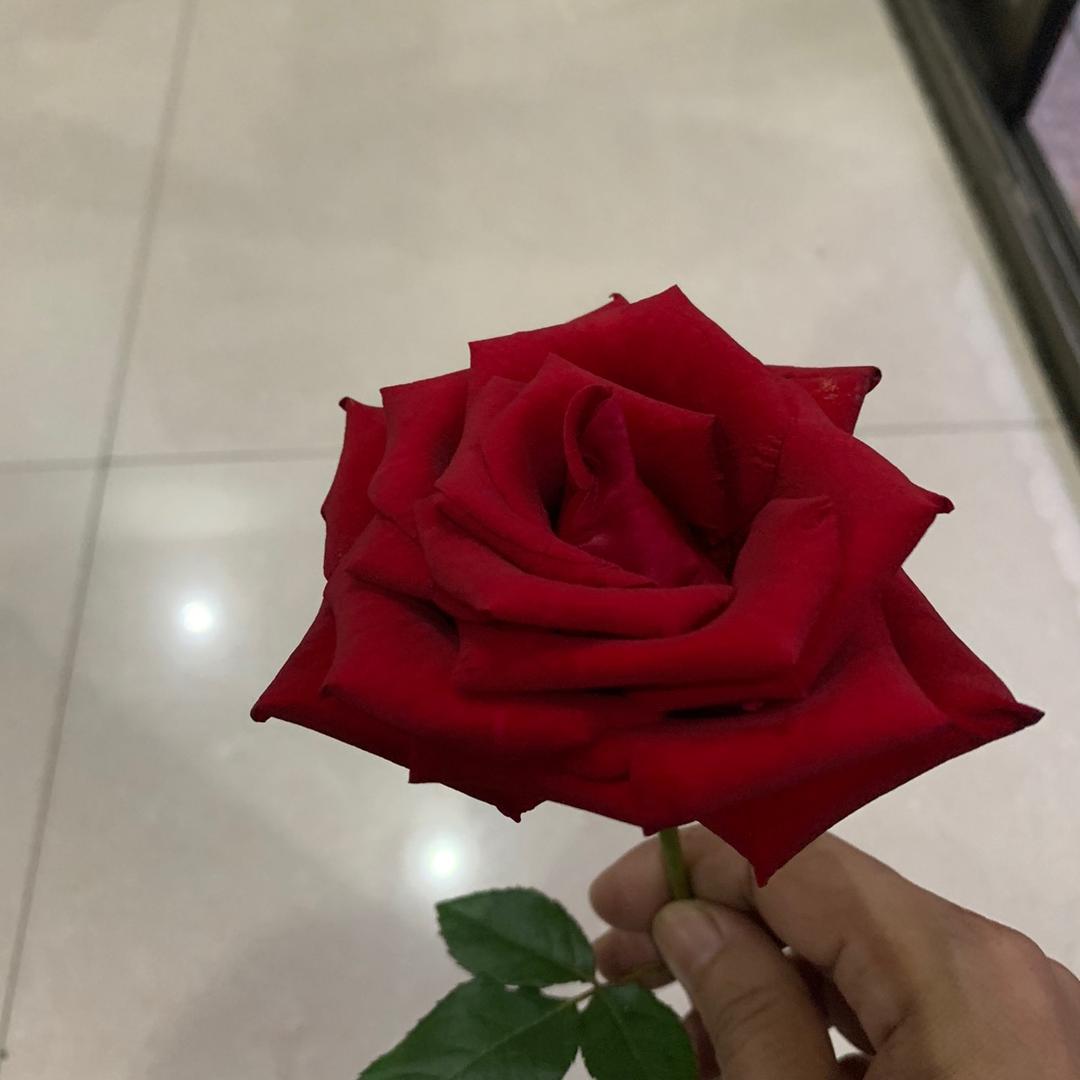 🌟江南香菜💫