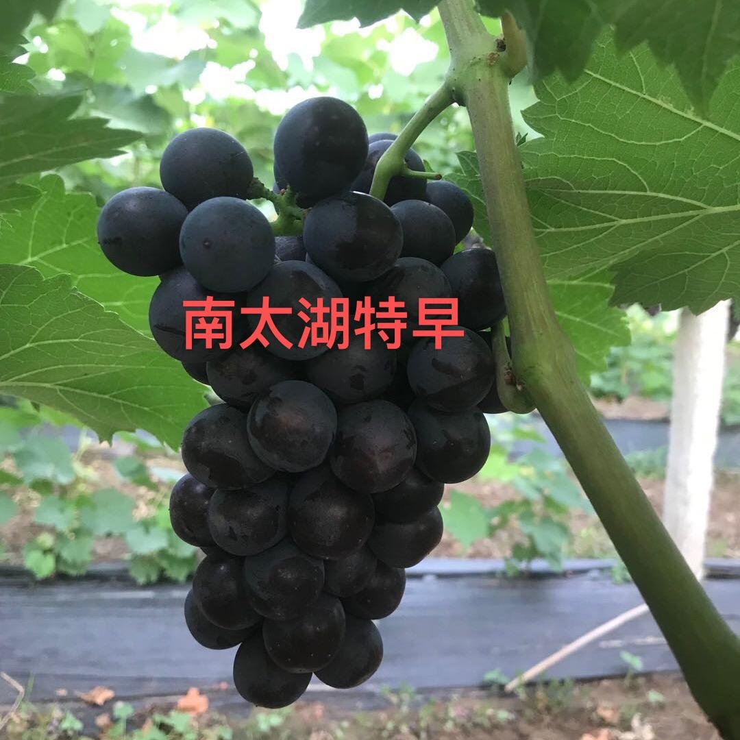 区县互邦*果王