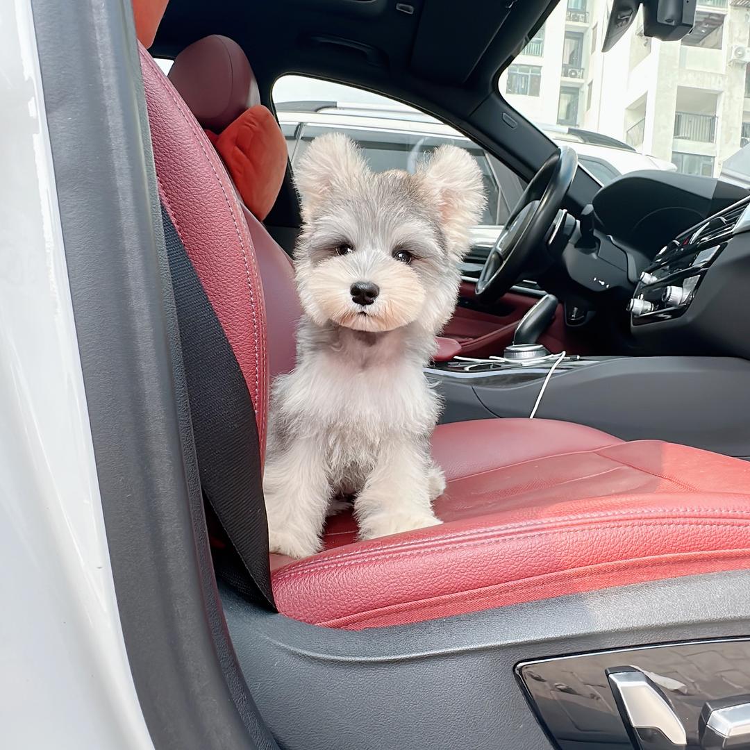 樱桃家雪纳瑞（廊坊宠伴）