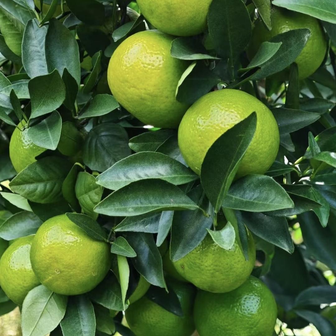 昌泰隆果蔬（正宗皇帝柑）