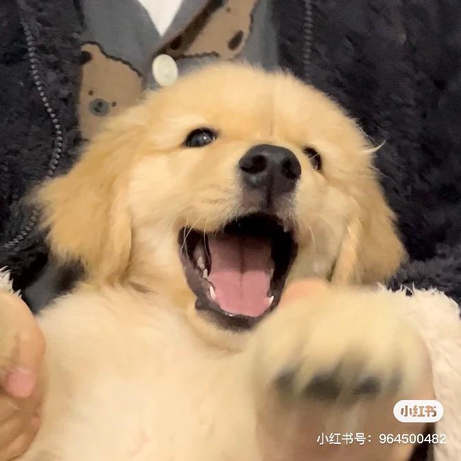 好运小狗～