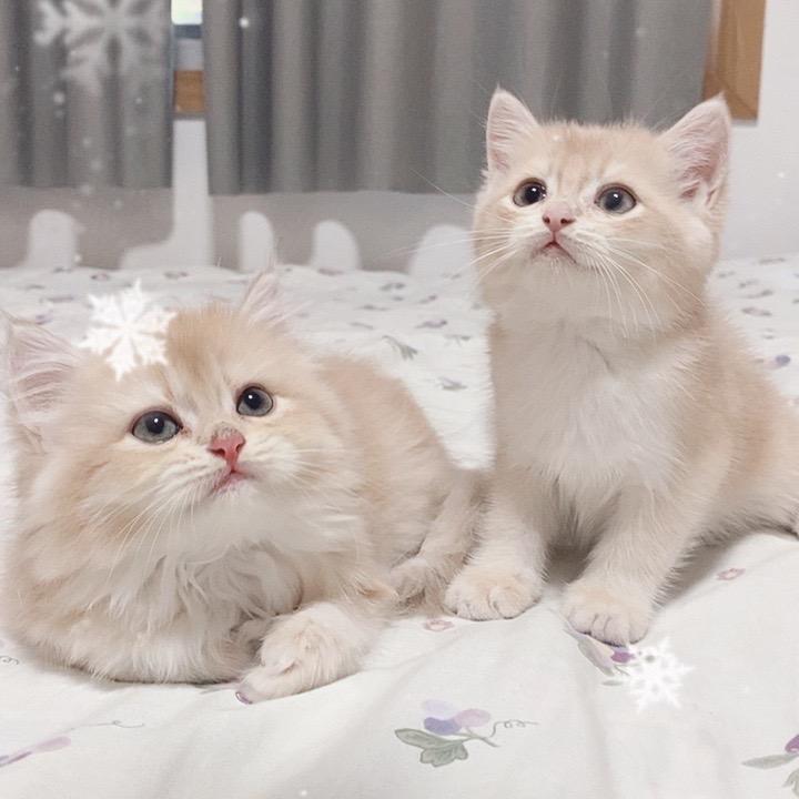 紫金猫舍 杭州