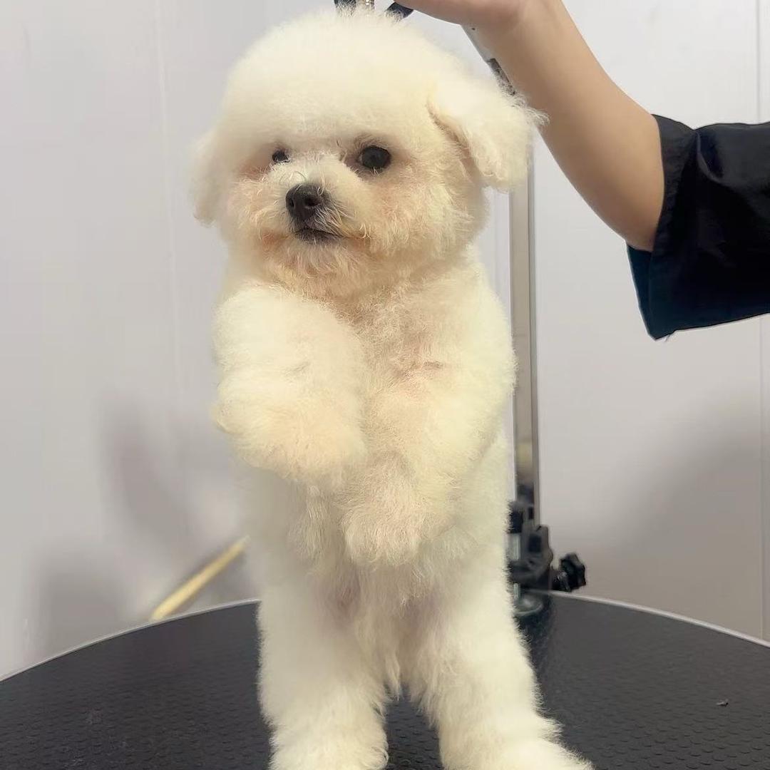 优优家的比熊