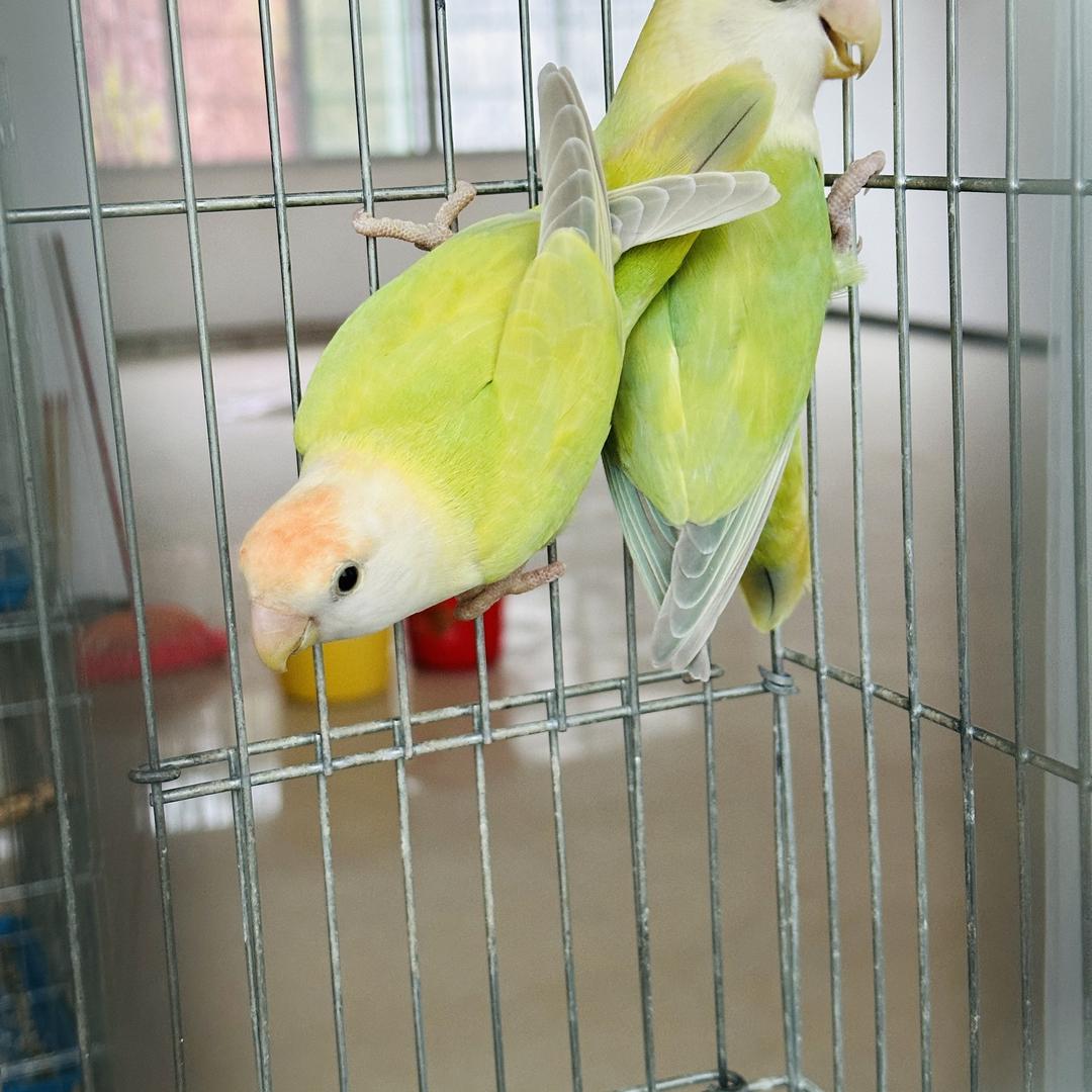 小鹏鹦鹉