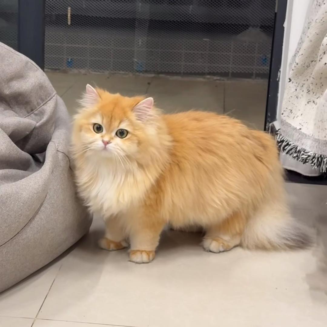咕得咪—琪琪🐱