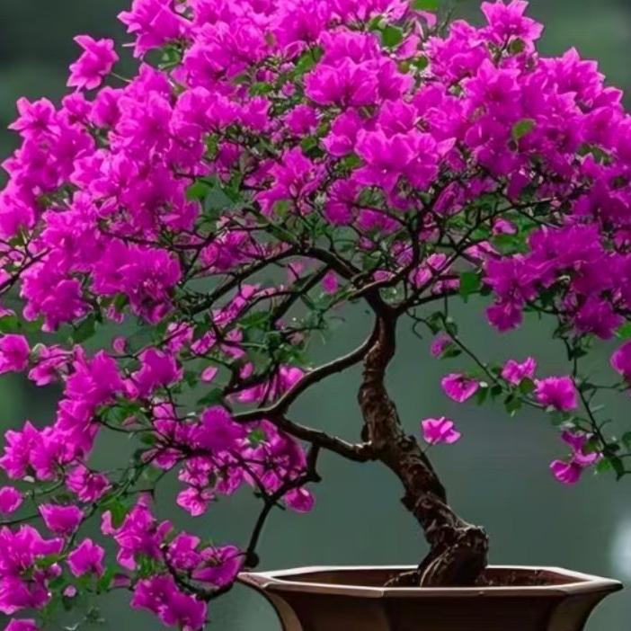 好苗头花卉（三角梅老桩）