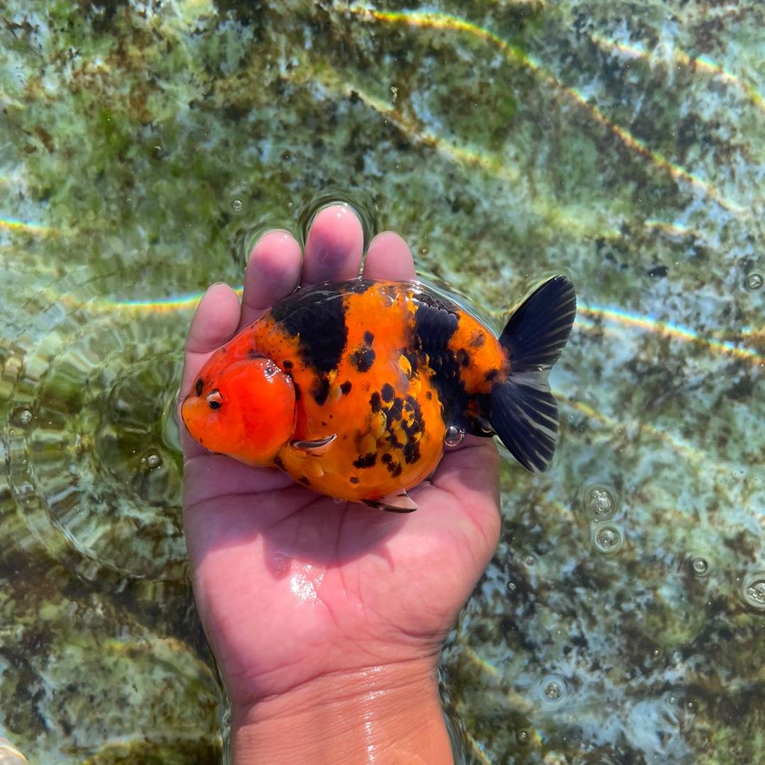 铭华金鱼养殖场