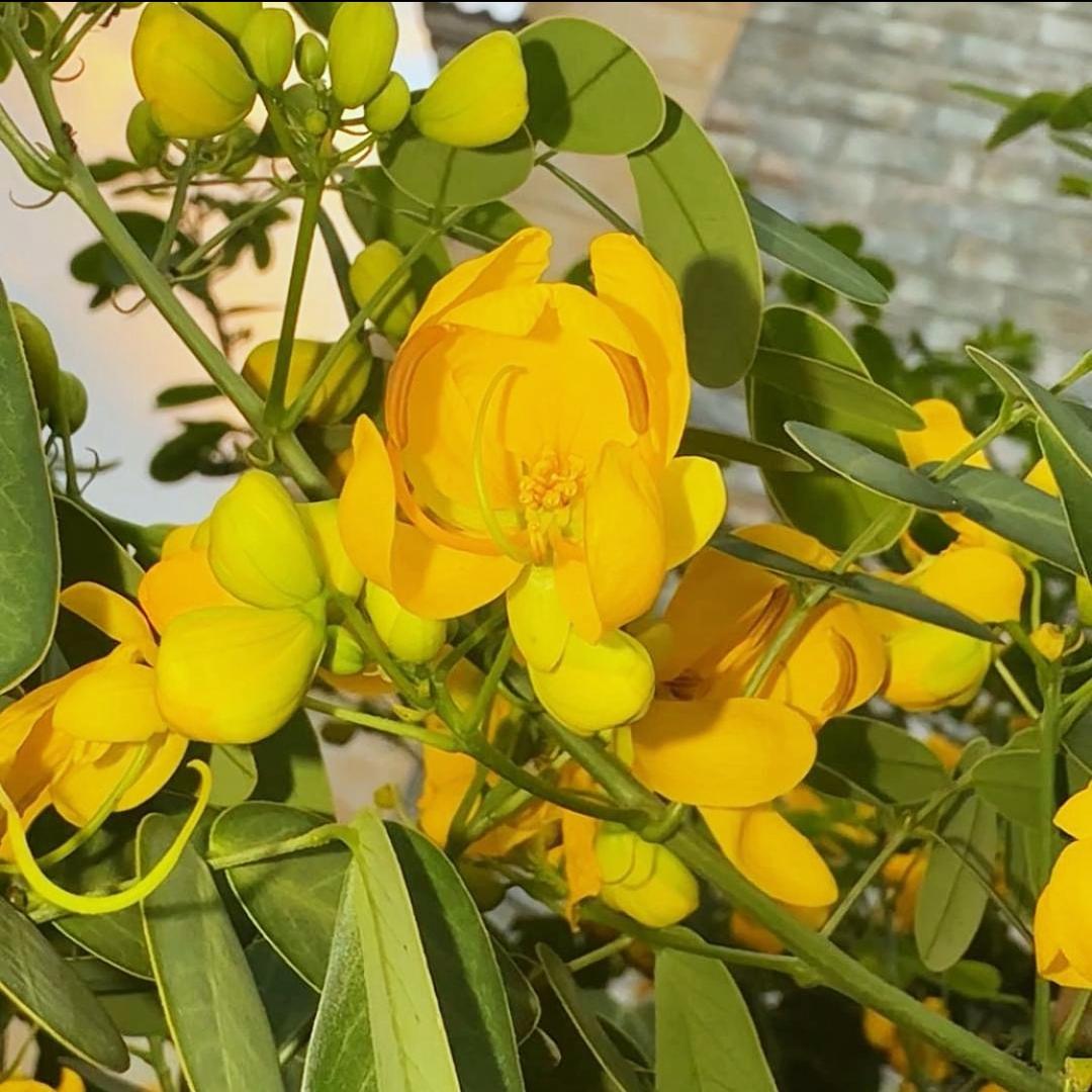 草木研识