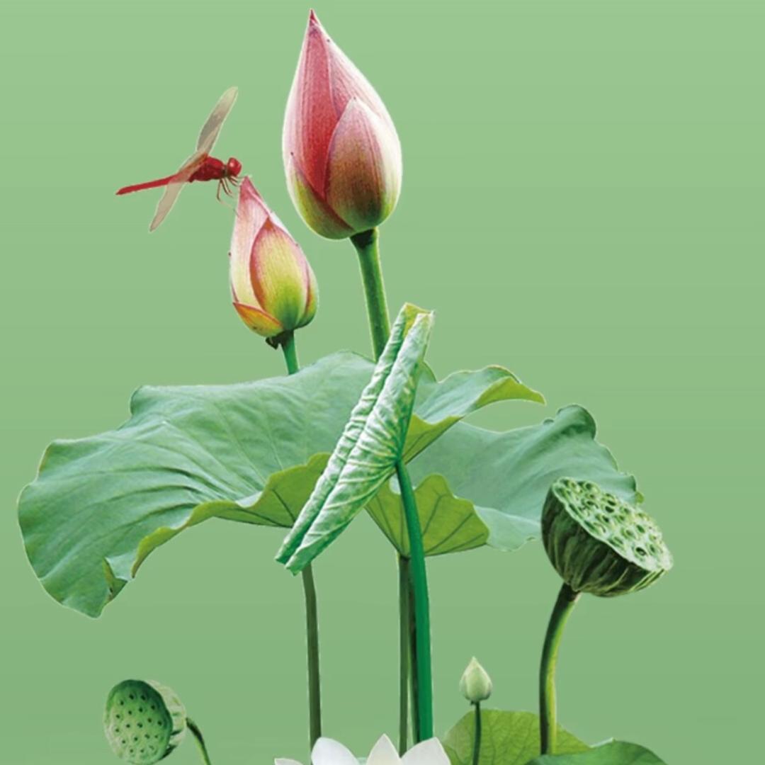 润丰种苗张友杰